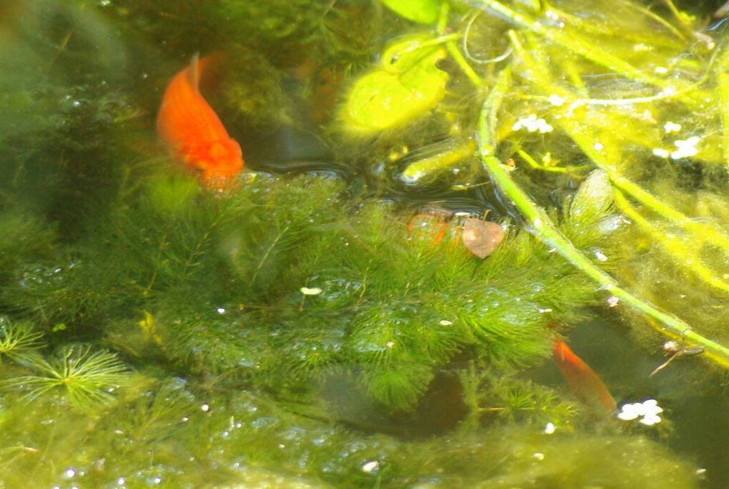 It's Not Work, It's Gardening!: Pond gets better, and fish!